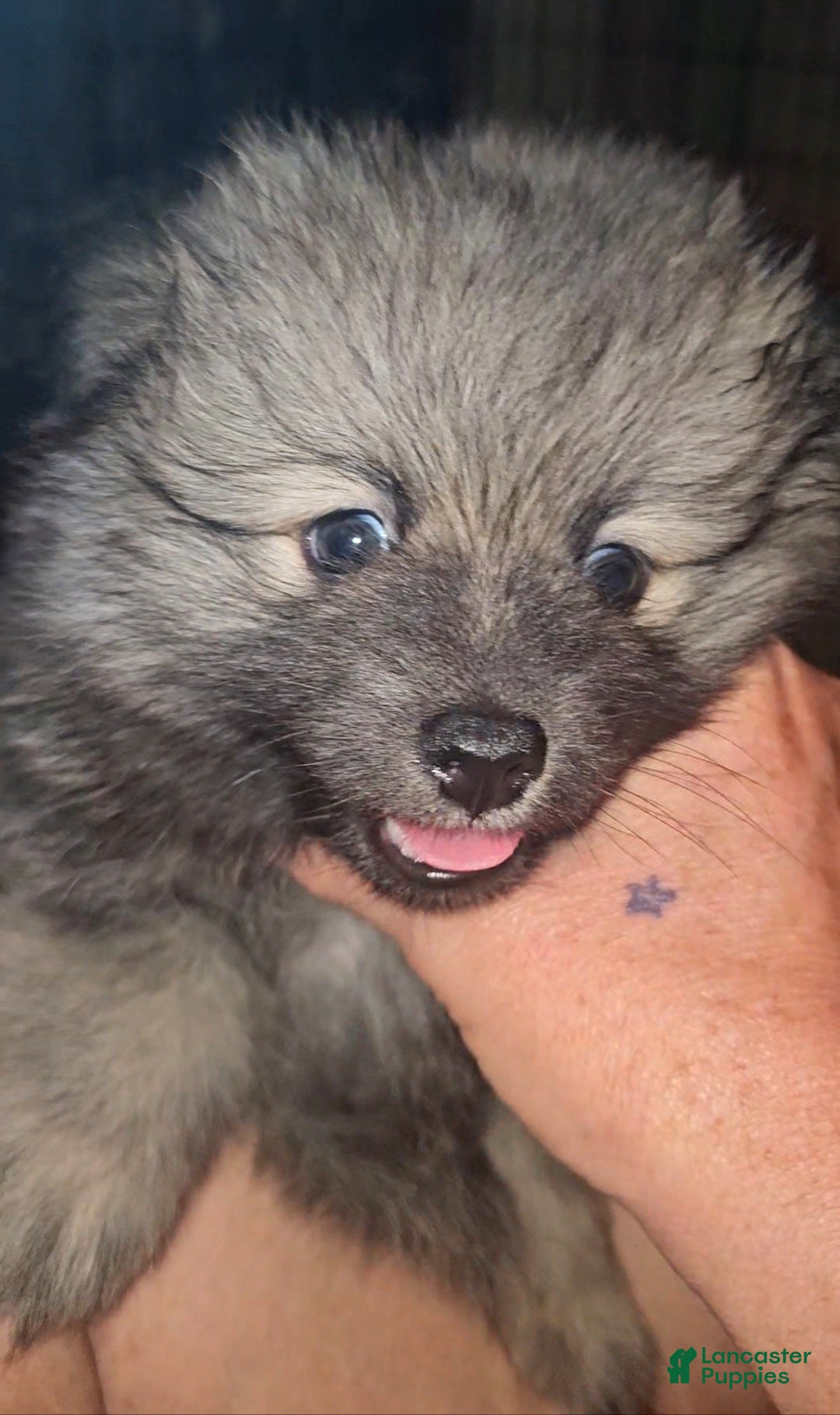 Pomeranian dogs Tank - Ad 2