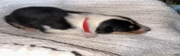 Collie dogs for sale: Ash - reserved for Jen - Ad 3