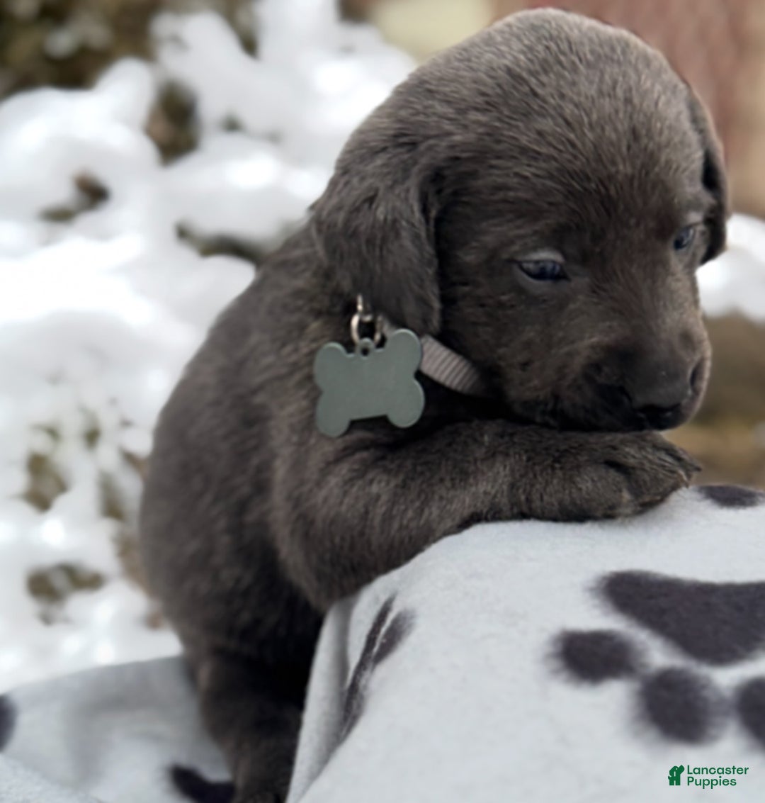 Labrador Retriever dogs for sale: Labrador Retriever Puppy 1 - Ad 4
