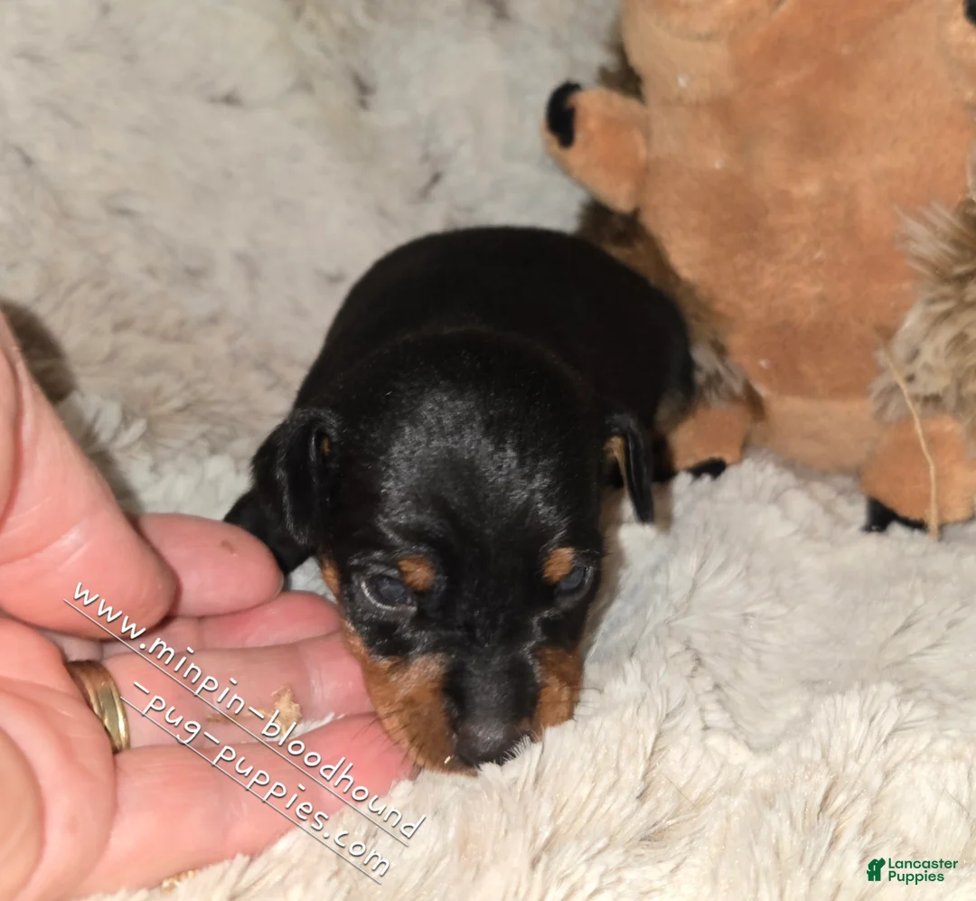 Miniature Pinscher dogs for sale: AKC Chester - Ad 2