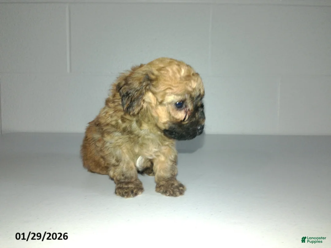 Yorkiepoo dogs for sale: Cody - Ad 23