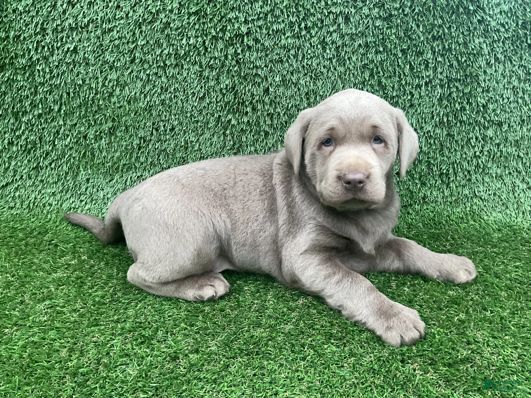 Labrador Retriever dogs for sale: Max - Ad 1