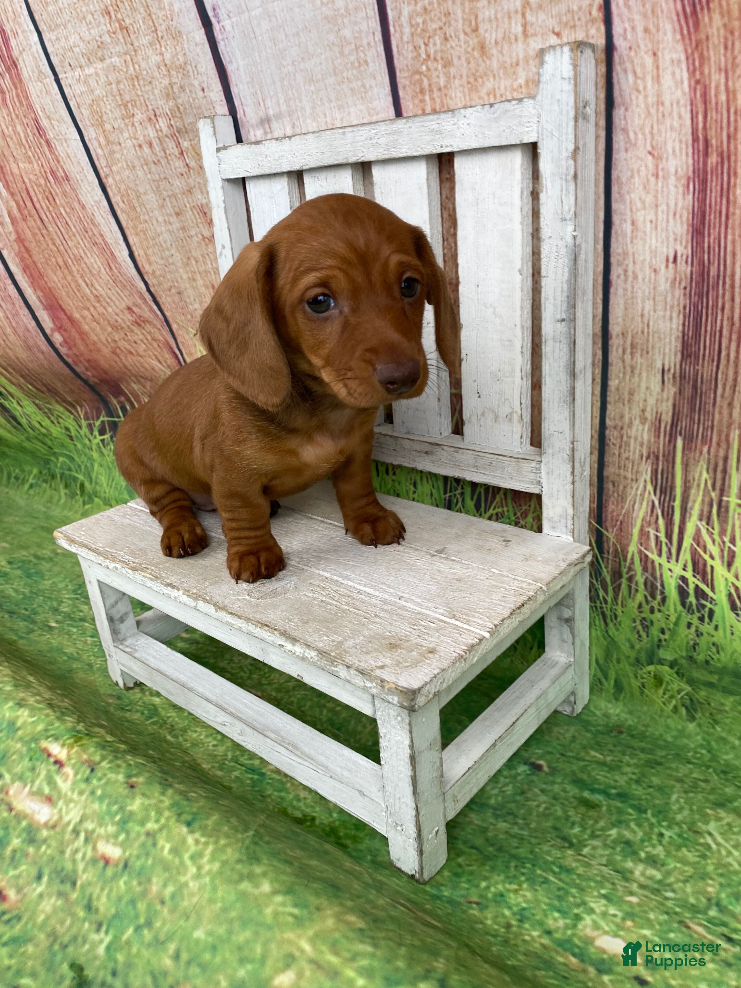 Miniature Dachshund dogs Molly - Ad 27