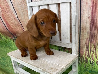 Miniature Dachshund dogs Molly - Ad 34