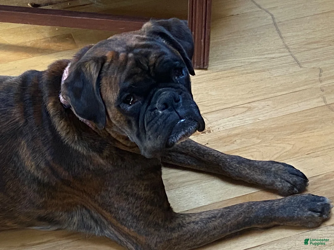 Boxer dogs for sale: Red - Ad 5