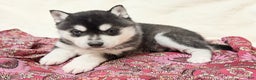 Alaskan Klee Kai dogs for sale: Mishka - Ad 3