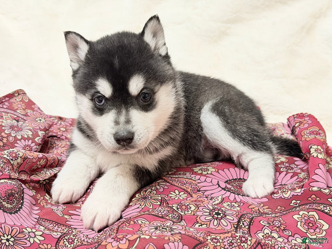 Alaskan Klee Kai dogs for sale: Mishka - Ad 3
