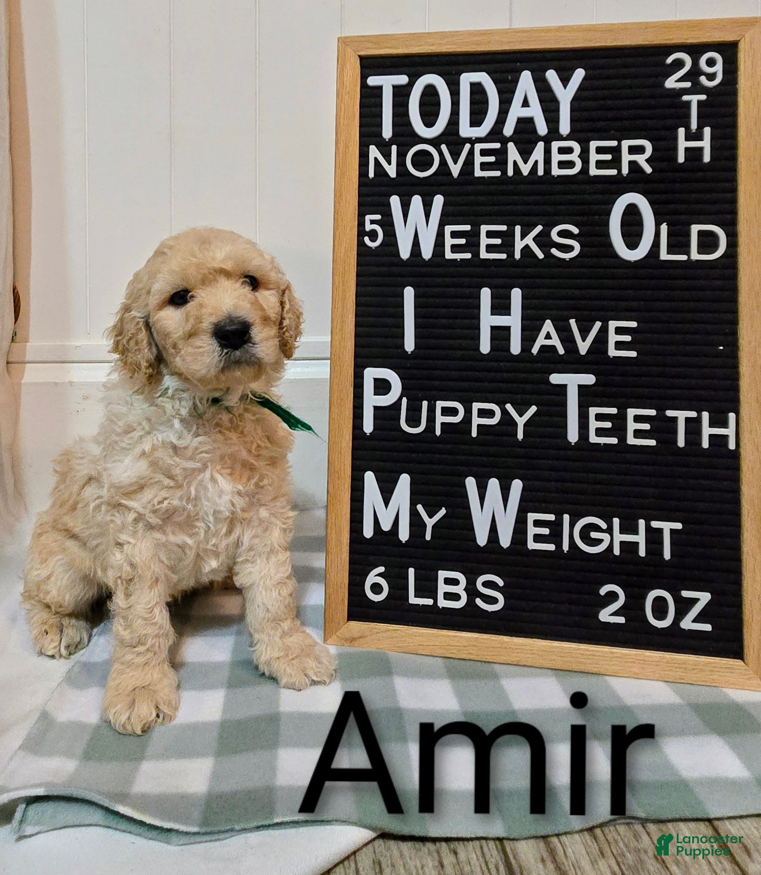 Mixed Breed dogs Amir - Ad 18