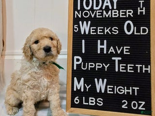 Mixed Breed dogs Amir - Ad 33