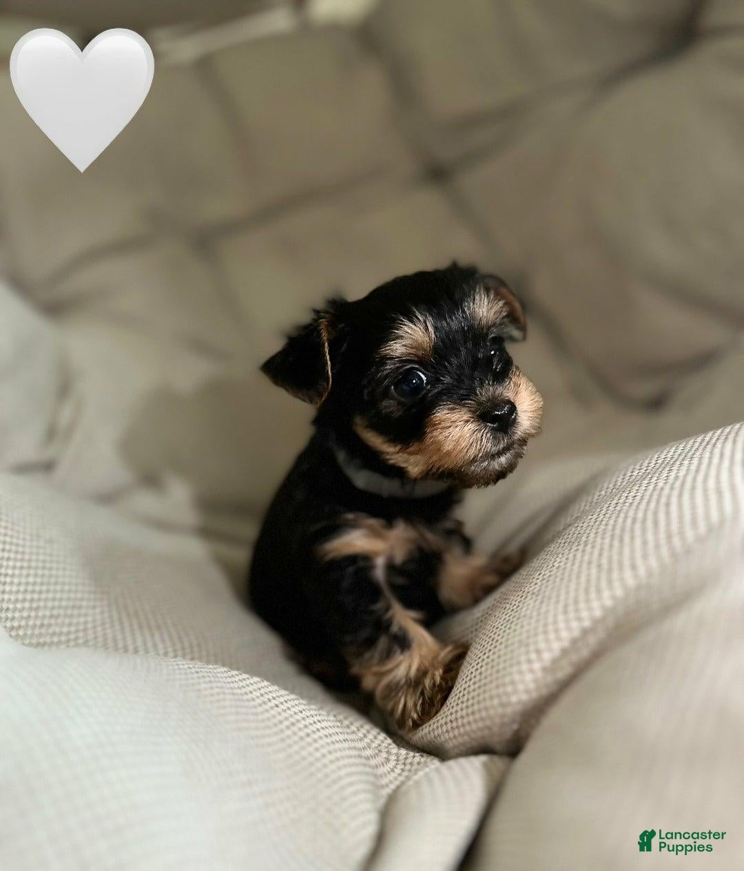 Yorkshire Terrier dogs for sale: Jamie - Ad 15