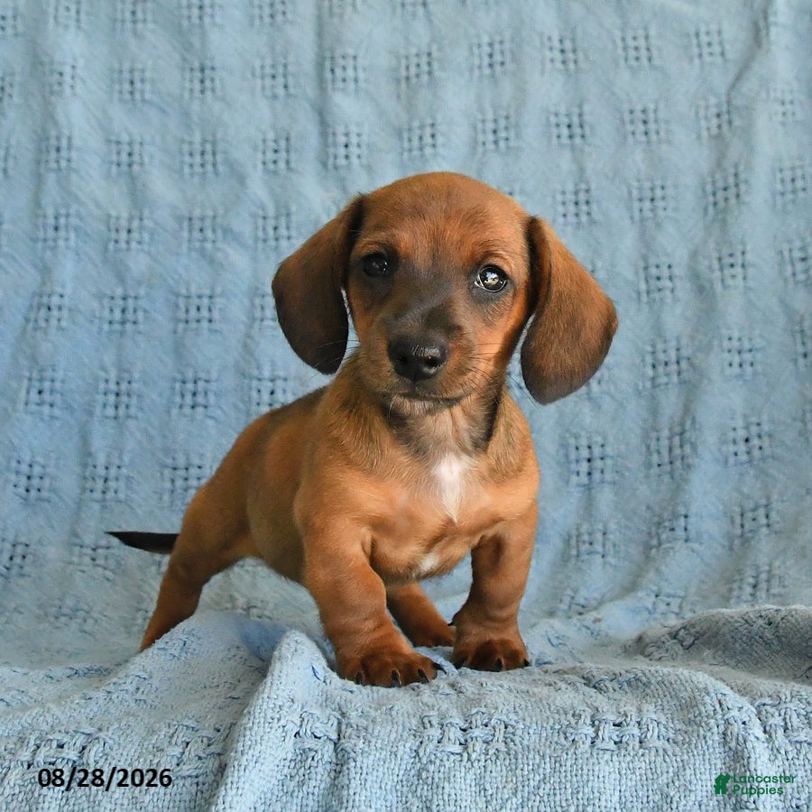 Miniature Dachshund dogs Romeo - Ad 2