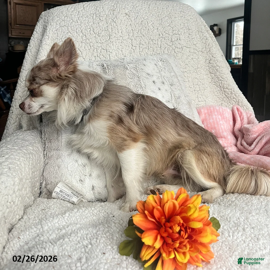 Chihuahua dogs for sale: Sparky - Ad 5