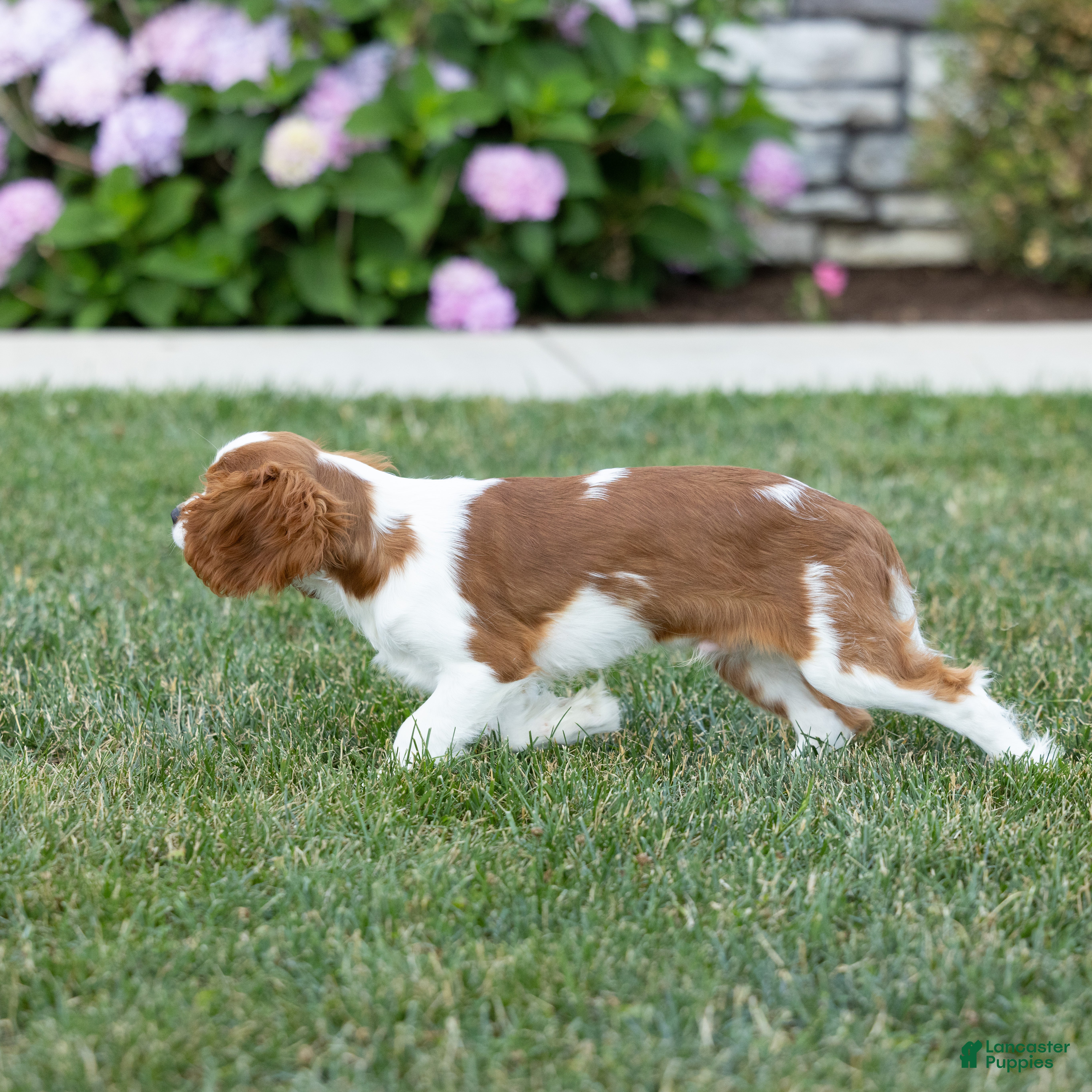 Cavalier King Charles Spaniel dogs Copper  - Ad 2