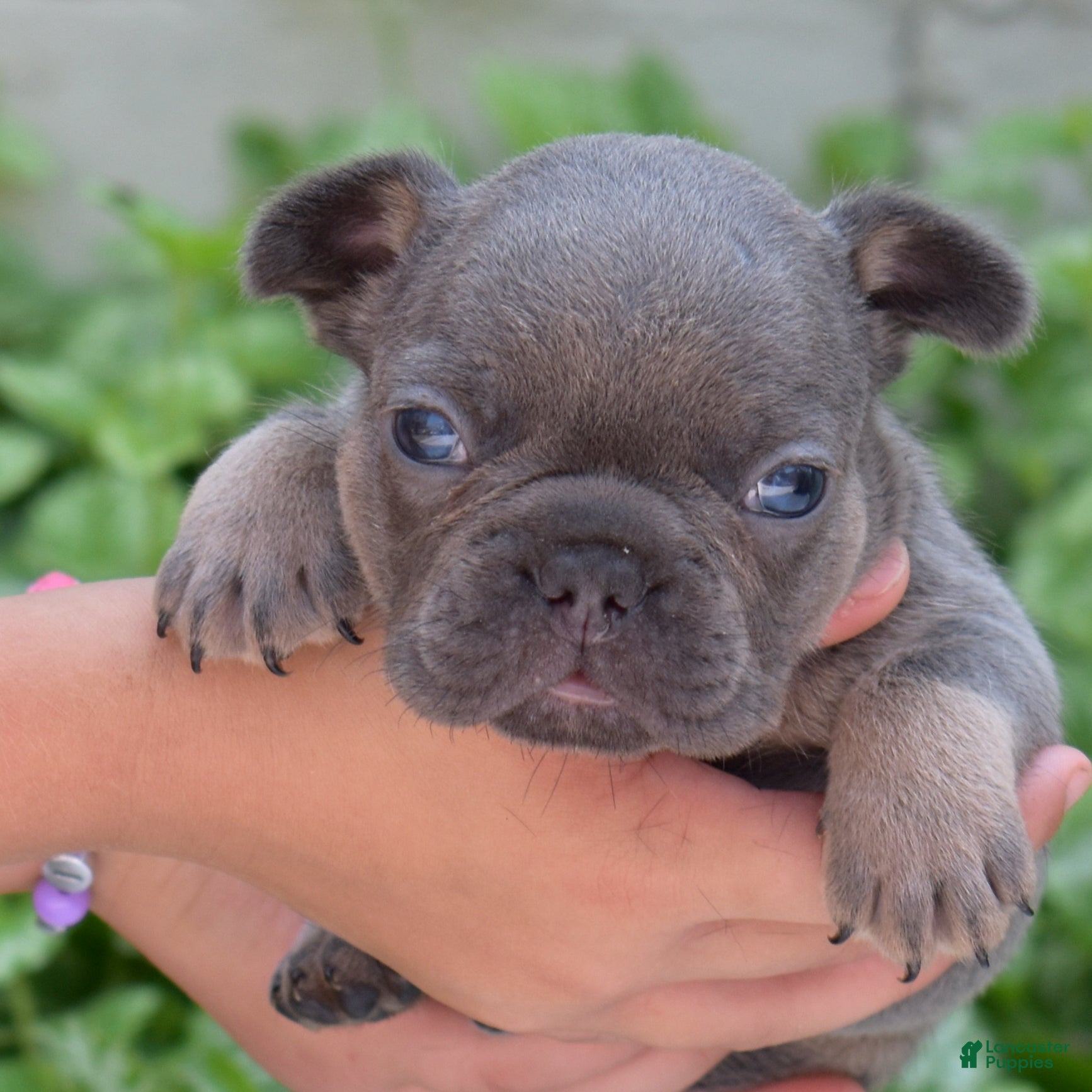 French Bulldog dogs Bruce  - Ad 1