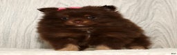Pomeranian dogs for sale: Whitney - Ad 8