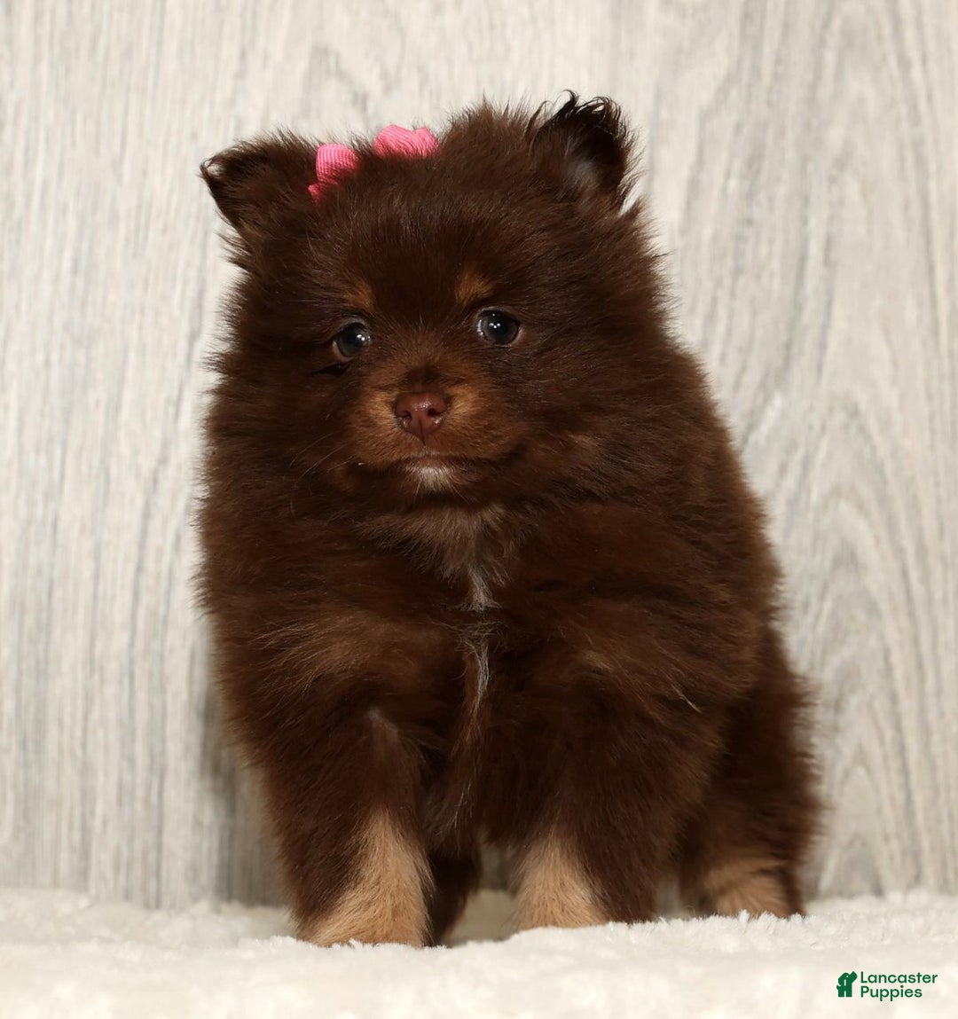 Pomeranian dogs for sale: Whitney - Ad 8