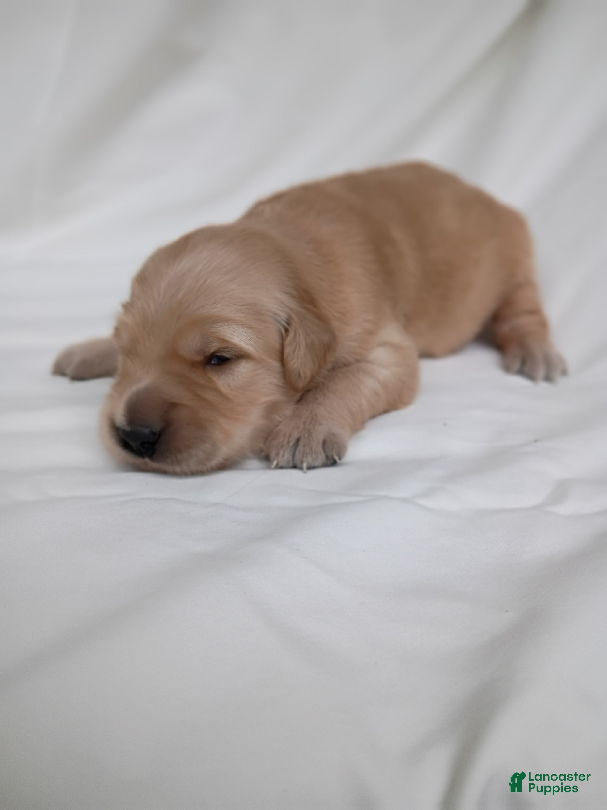 Golden Retriever dogs for sale: Golden Retriever 3 - Ad 2