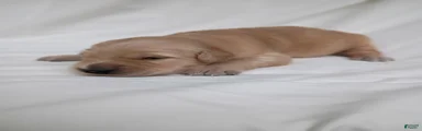 Golden Retriever 3