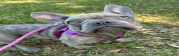 French Bulldog dogs for sale: French Bulldog 2 - Ad 8