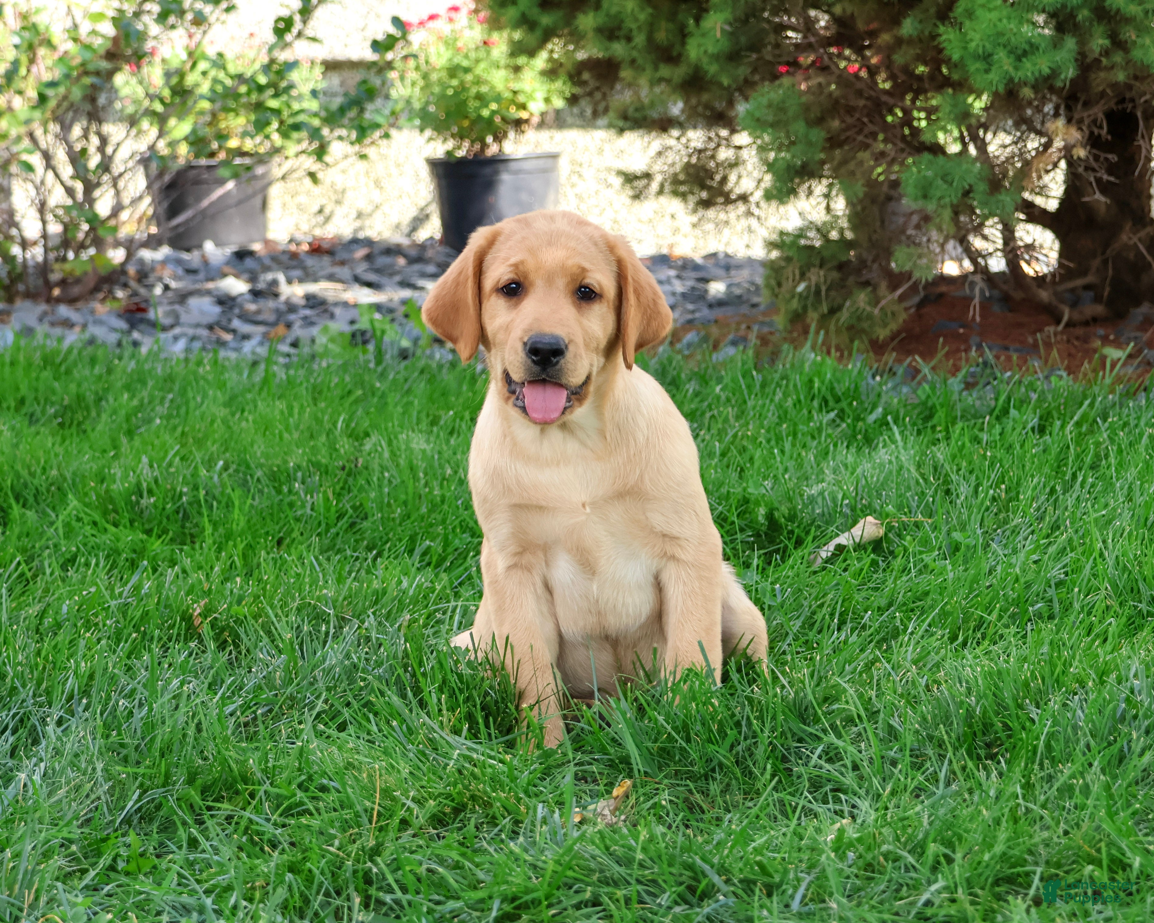 Labrador Retriever dogs Cheyenne - Ad 2