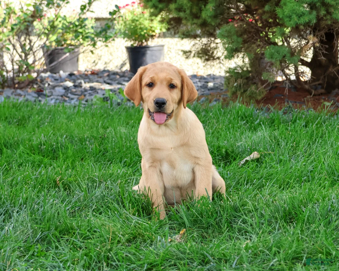 Labrador Retriever dogs for sale: Cheyenne - Ad 2