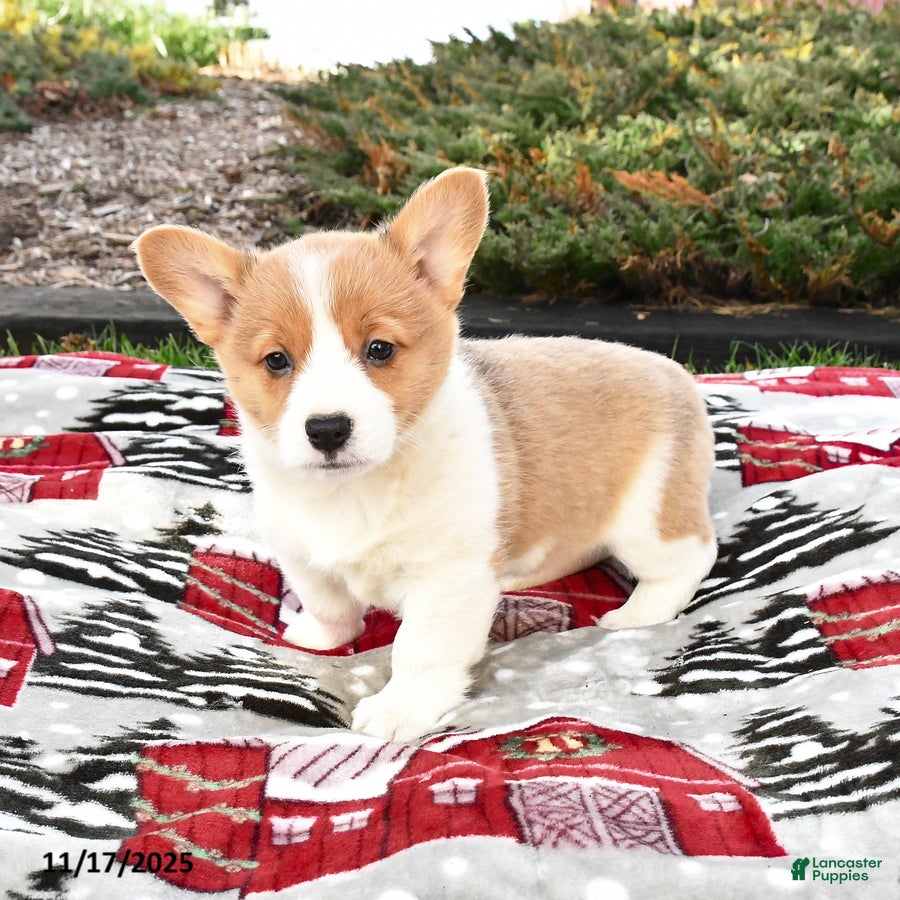 Welsh Corgi Pembroke dogs Abby - Ad 6