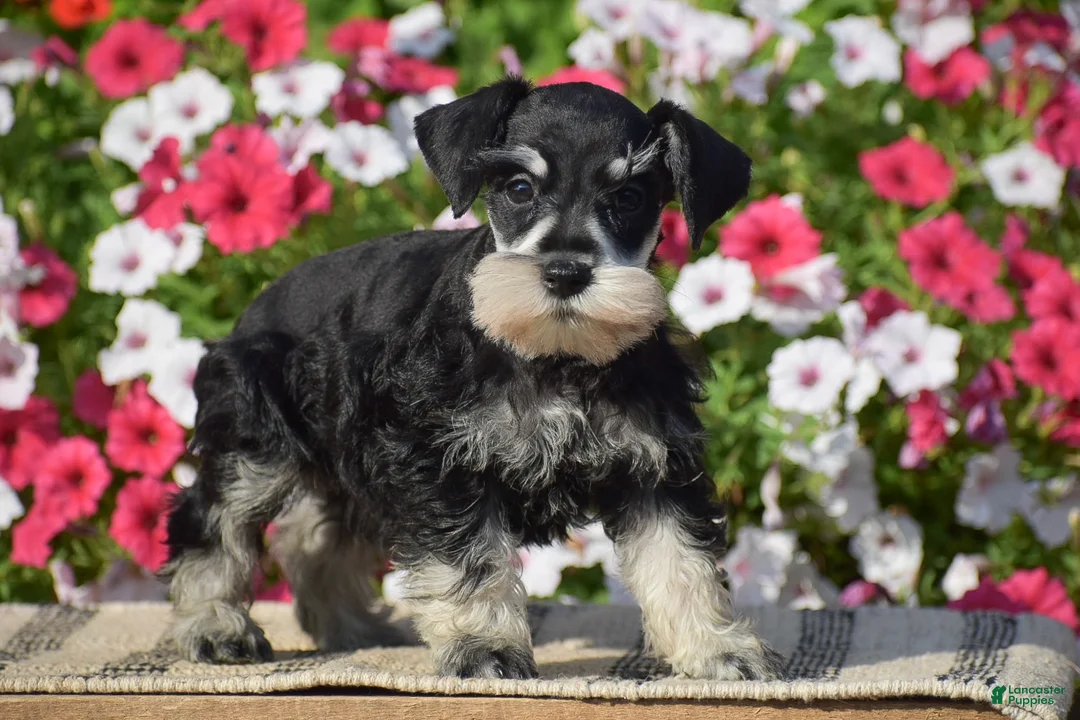 Miniature Schnauzer dogs for sale: Abigail - Mini - Ad 1