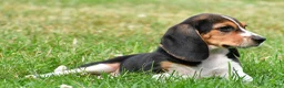Beagle dogs for sale: Sammy - Ad 3