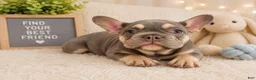 French Bulldog dogs for sale:  Handsome - Ad 1