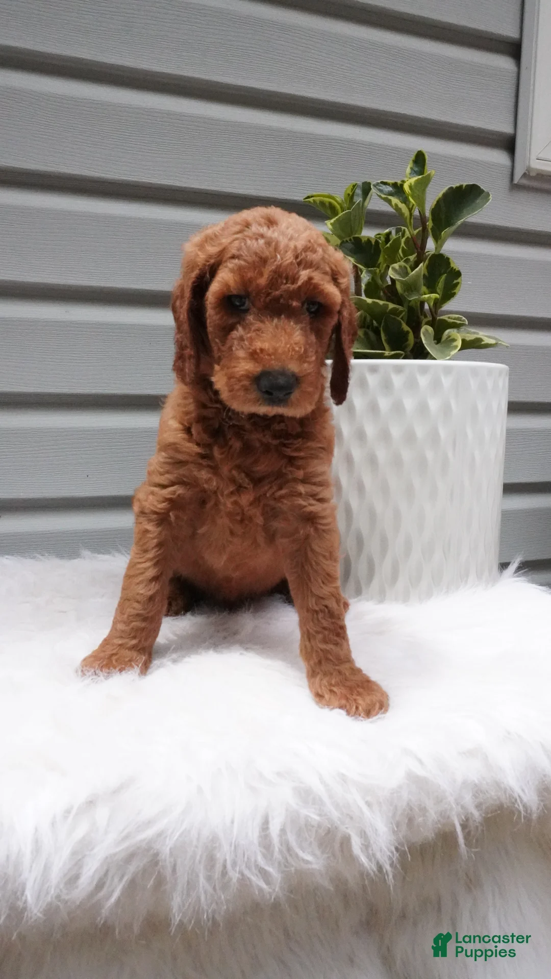 Goldendoodle dogs for sale: Darrington - Ad 1