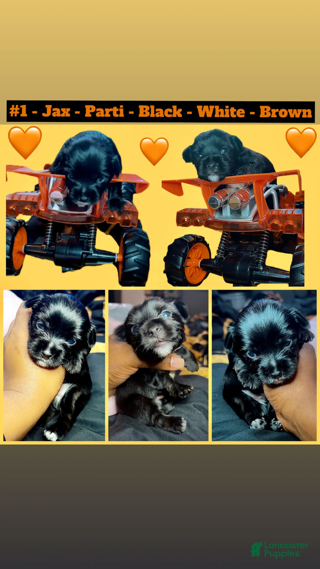 Yorkshire Terrier dogs for sale: Jax - Ad 1