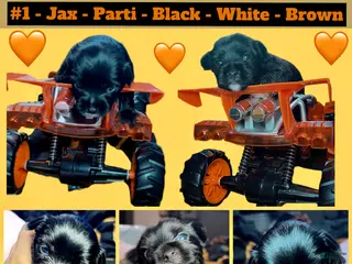 Yorkshire Terrier dogs Jax - Ad 2