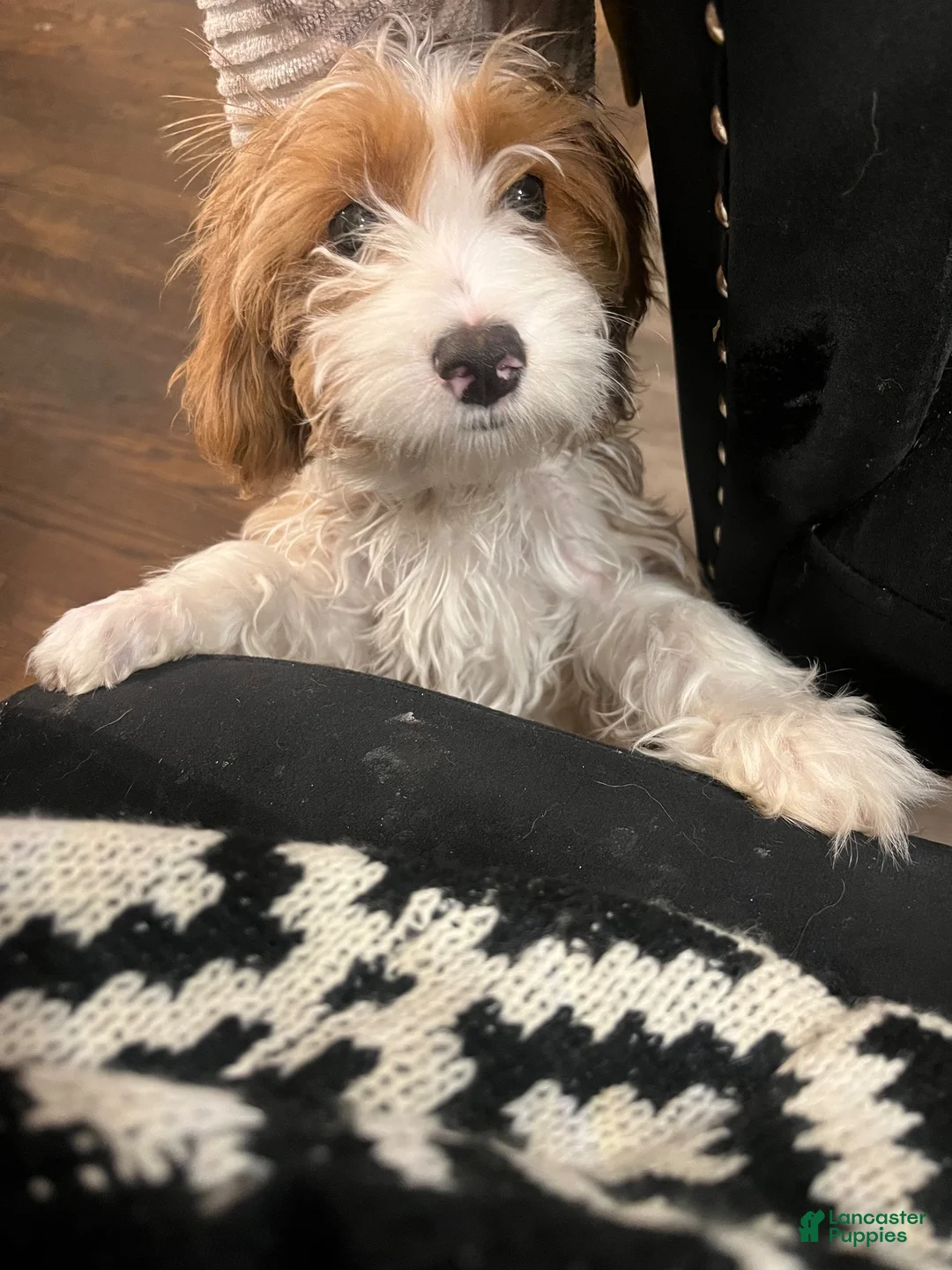 Cockapoo dogs for sale: Storm - Ad 2