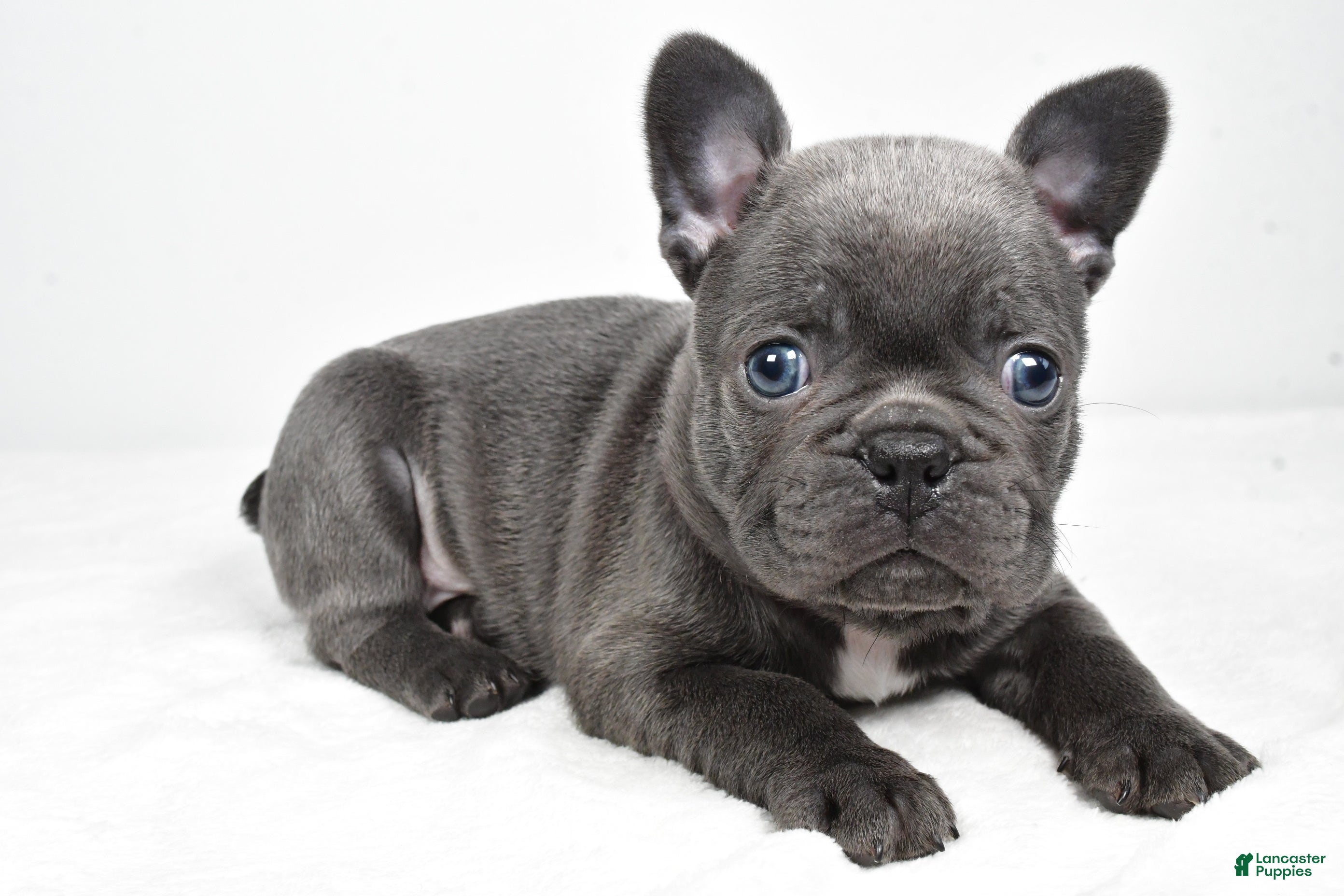 Frenchton dogs Kody - Ad 2