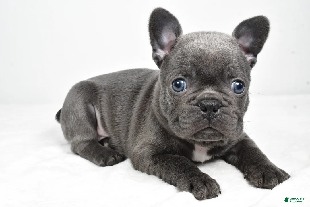 Frenchton dogs for sale: Kody - Ad 2
