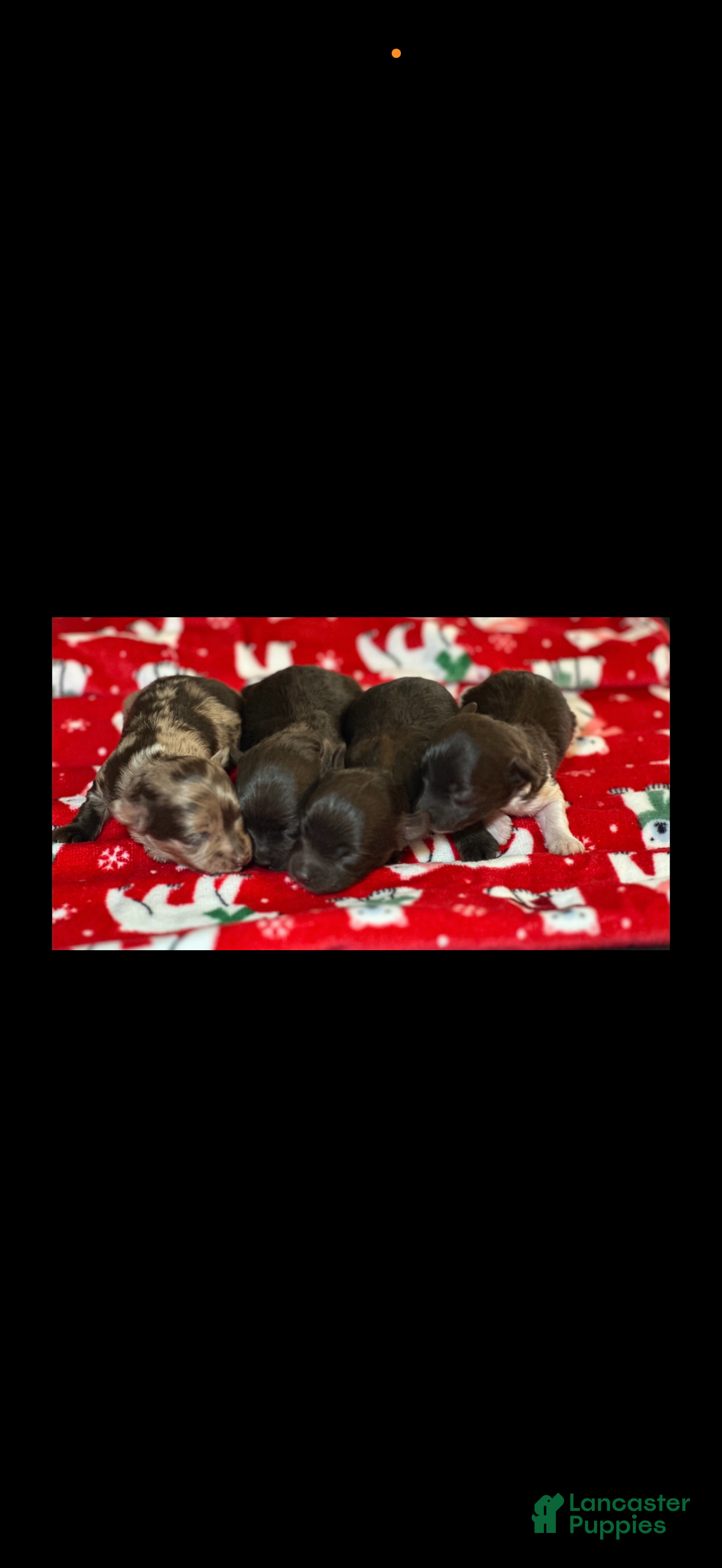 Yorkiepoo dogs Cinnabon - Ad 2