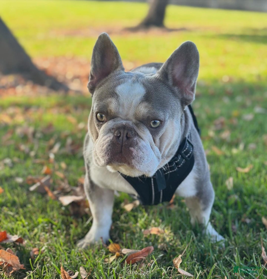 French Bulldog dogs for sale: Lilac and tan platinum fluffy pink carrier  - Ad 9