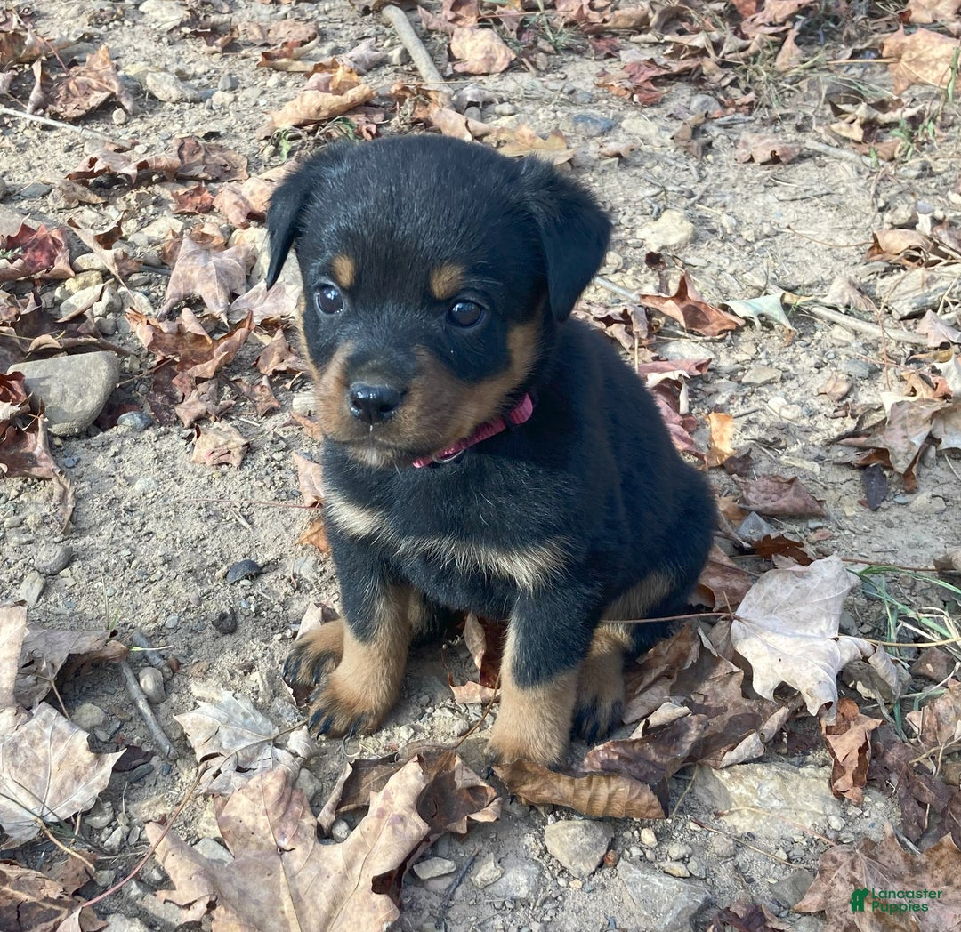 Rottweiler dogs for sale: Holly - Ad 19