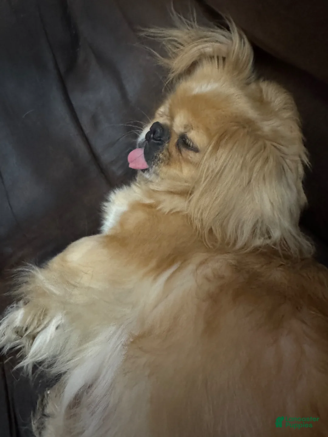 Pekingese dogs for sale: Pekingese Puppy 2 - Ad 2