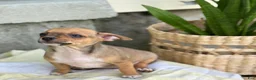 Chihuahua dogs for sale: Ristle - Ad 15