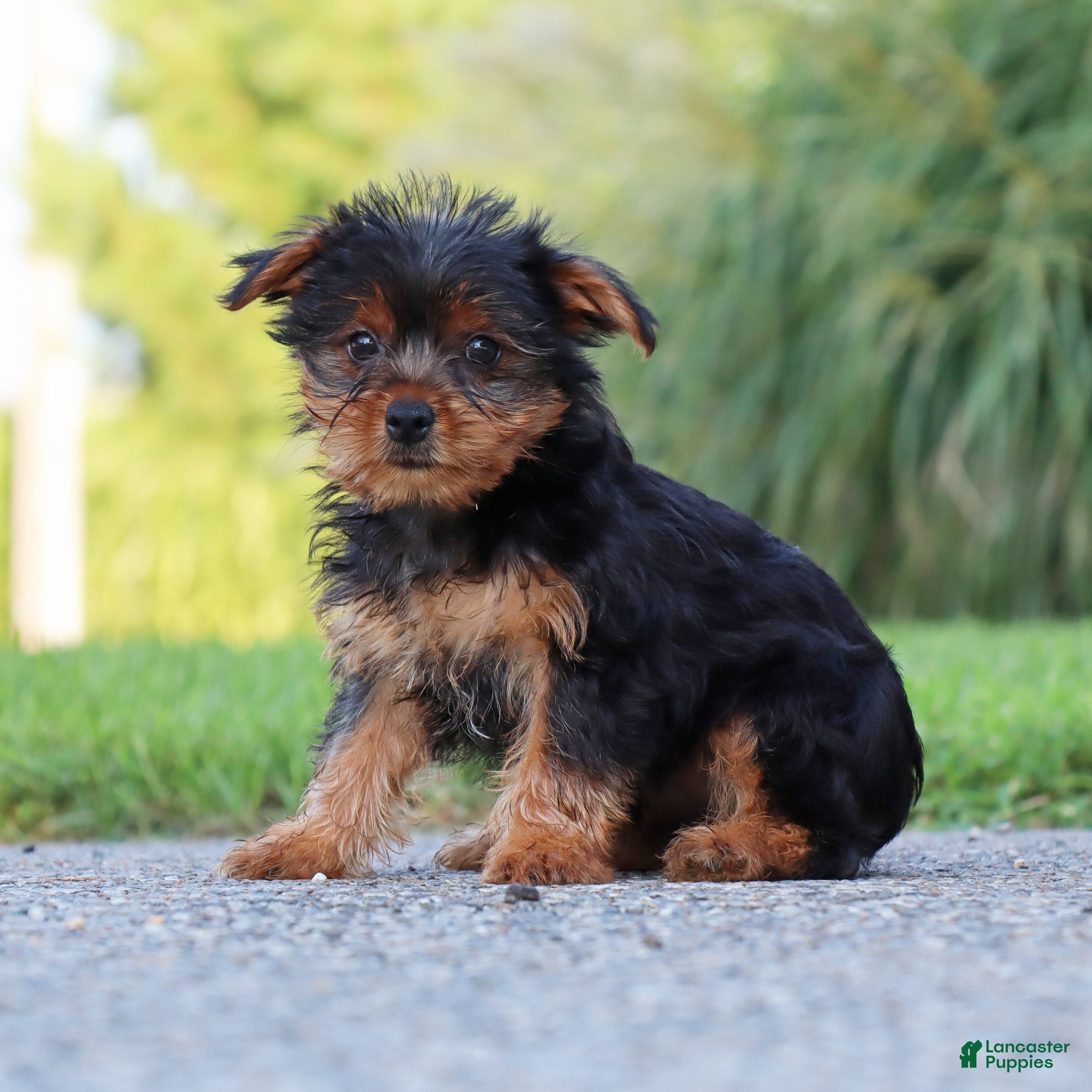 Yorkshire Terrier dogs Mocha  - Ad 1