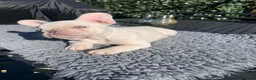 French Bulldog dogs for sale: Cereal - Ad 1