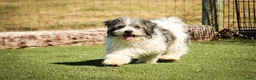 Havanese dogs for sale: Levi - Ad 8