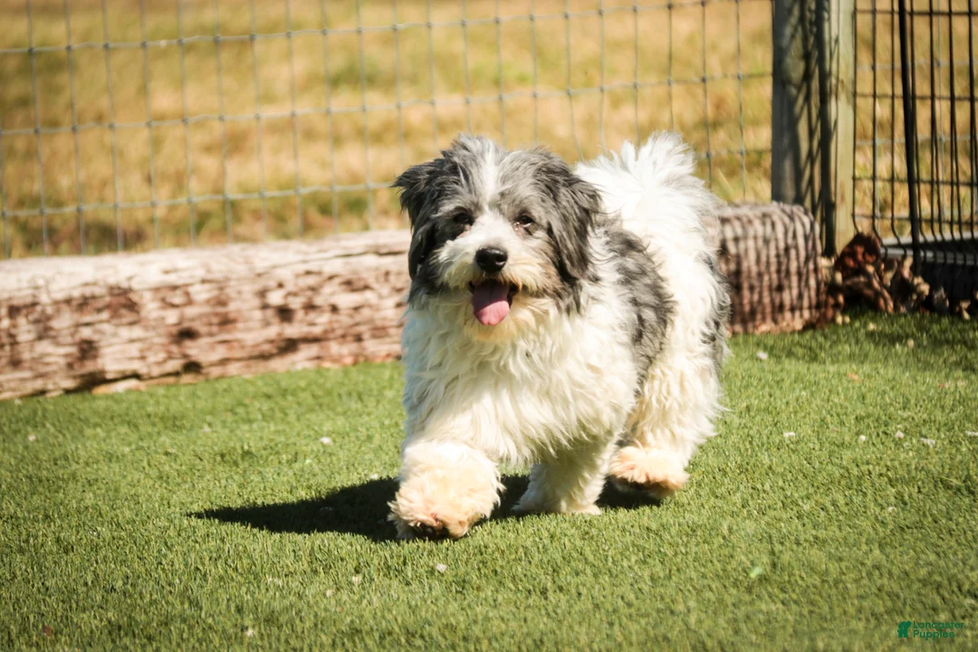 Havanese dogs for sale: Levi - Ad 8