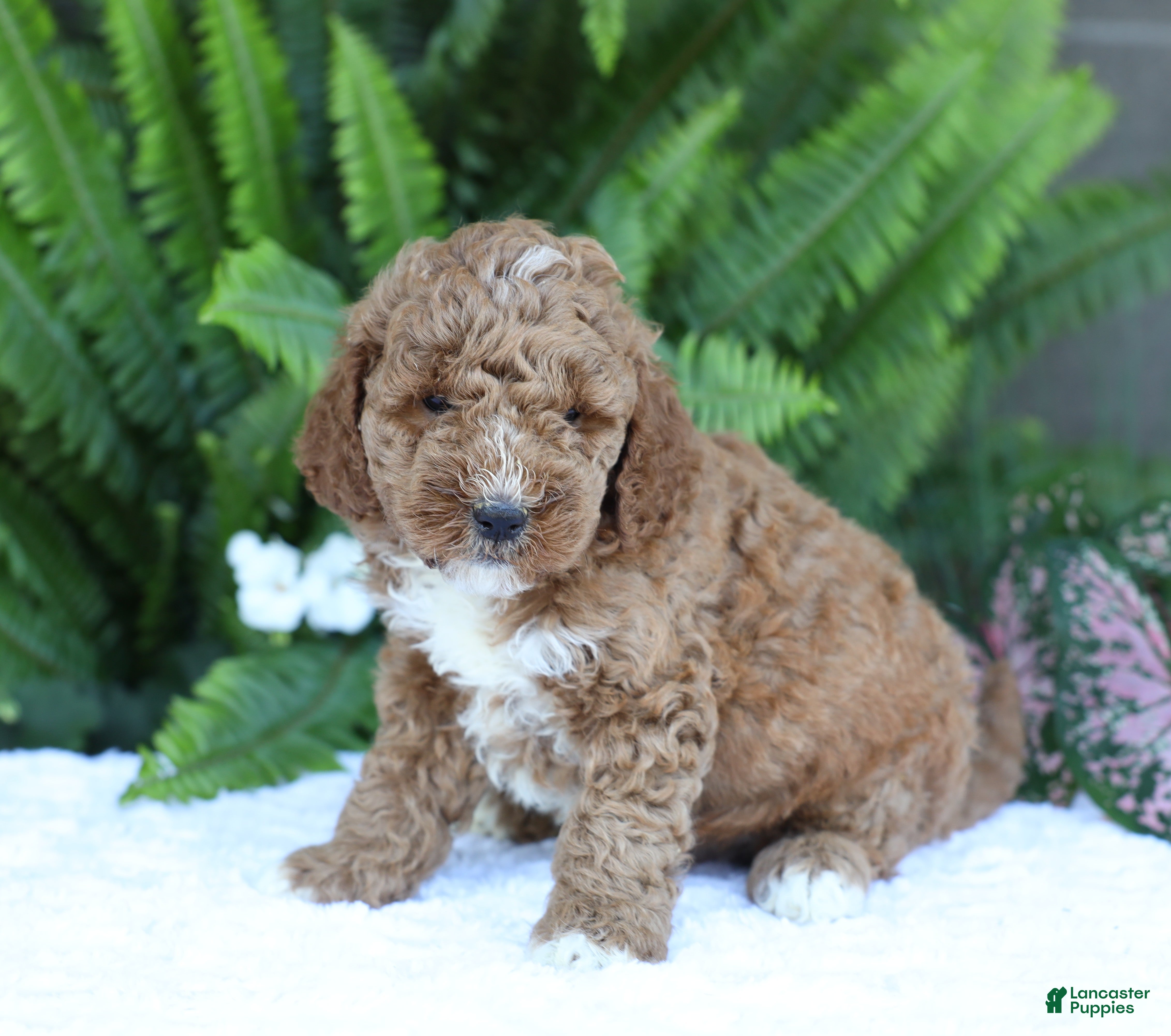 Mini Goldendoodle dogs Dusty - Ad 2