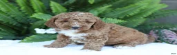 Mini Goldendoodle dogs for sale: Dusty - Ad 2