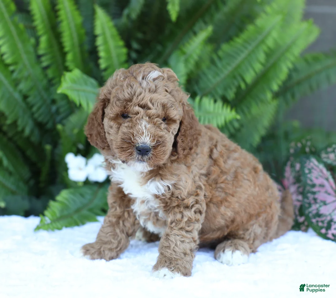 Mini Goldendoodle dogs for sale: Dusty - Ad 2