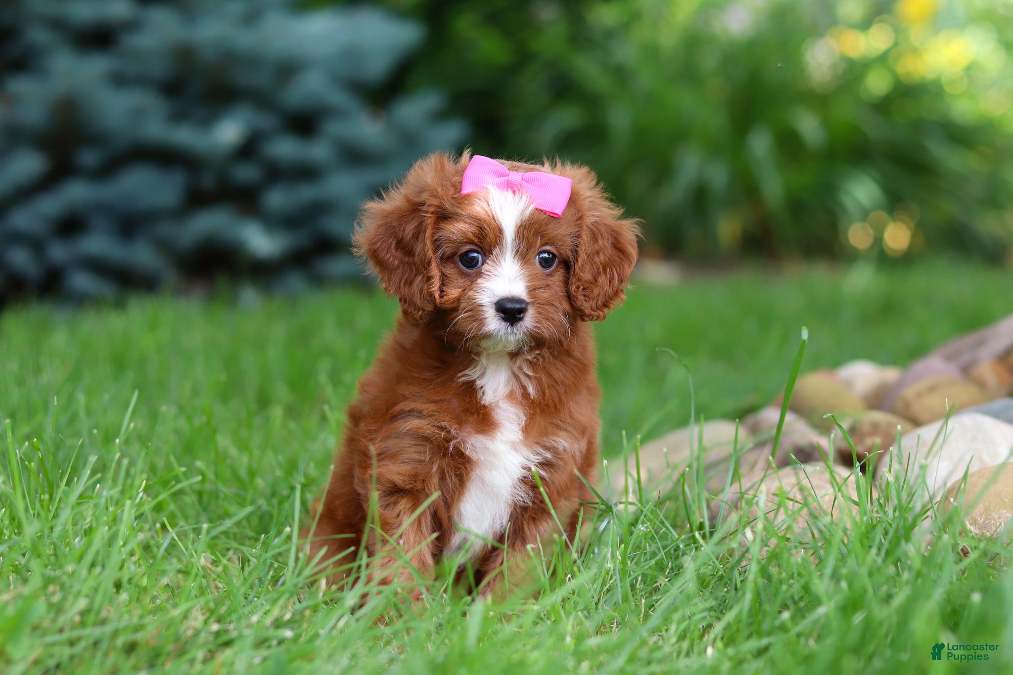 Cavapoo dogs Summer - Ad 2