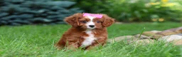 Cavapoo dogs for sale: Summer - Ad 2