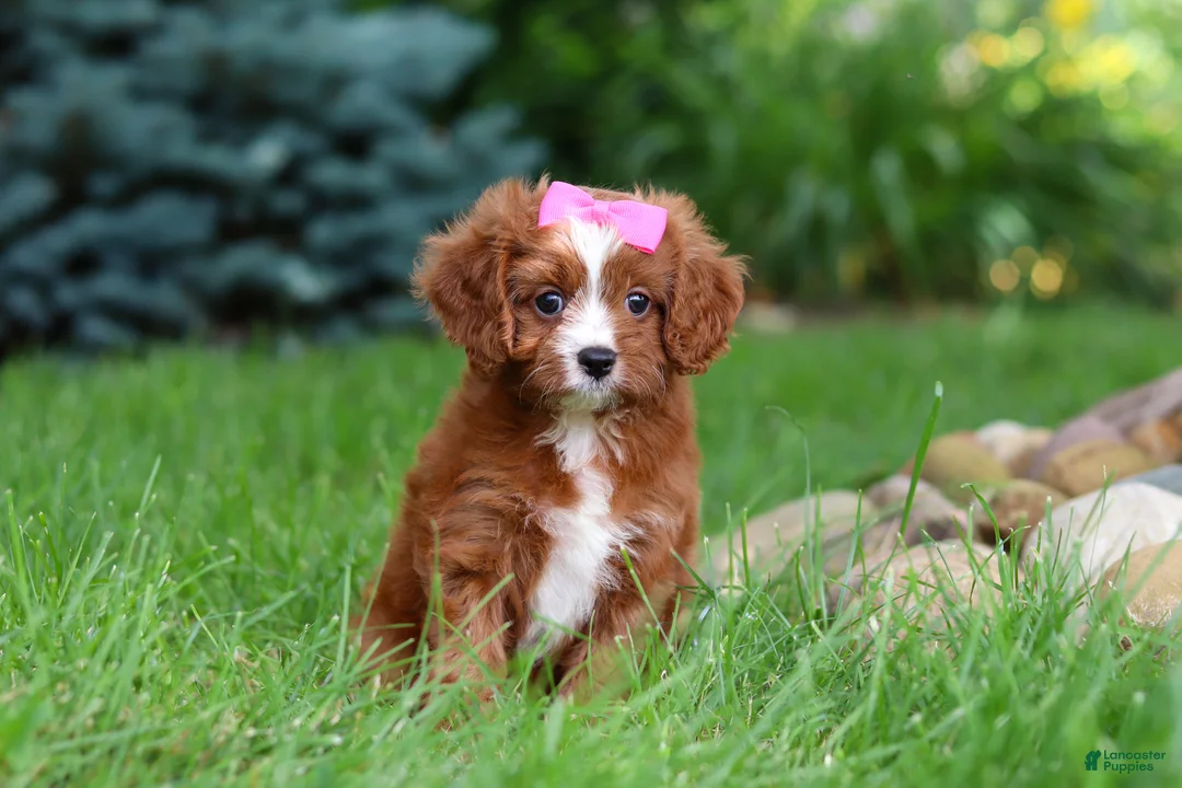 Cavapoo dogs for sale: Summer - Ad 2